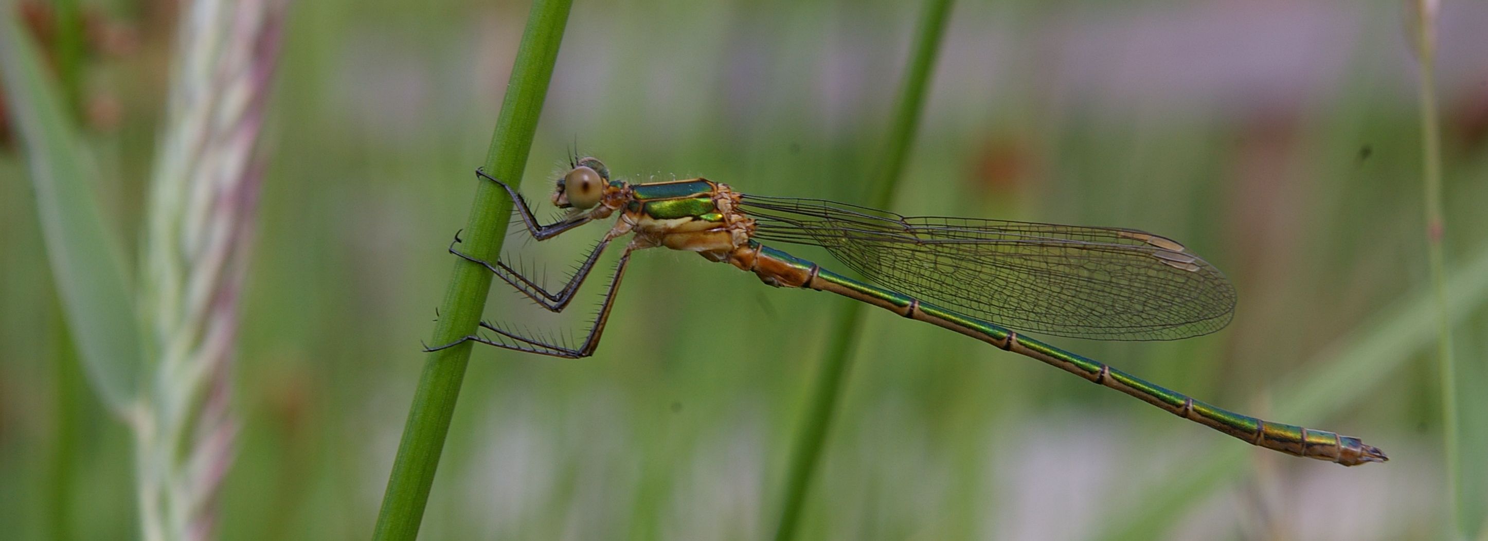 Emerald Damselfly